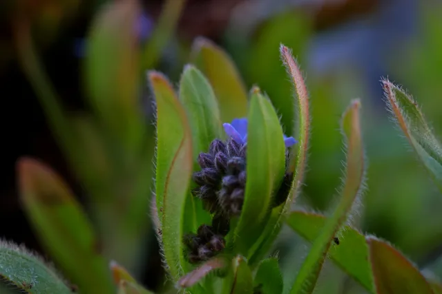 Canon Macro Lens FD 50mm f3.5 S.S.C. (FD) - 00005799.webp