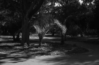 Carl Zeiss Jena DDR Pancolar Electric 50mm f1.8 (M42) - 00003618.webp