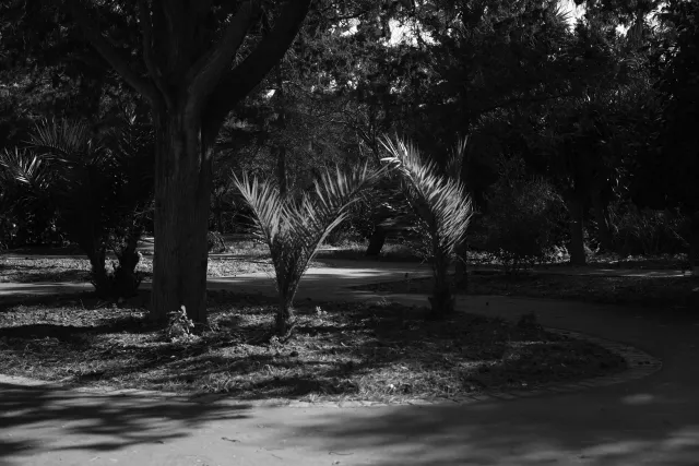 Carl Zeiss Jena DDR Pancolar Electric 50mm f1.8 (M42) - 00003618.webp