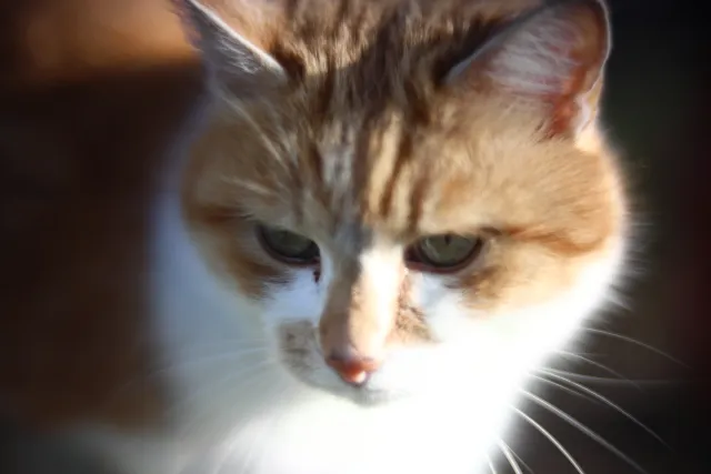 KOWA SUPER PROMINAR-16 50mm f1.2 Eiki 16mm (DIY) - 00002026.webp