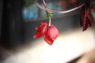 KOWA SUPER PROMINAR-16 50mm f1.2 Eiki 16mm (DIY) - 00002029.webp