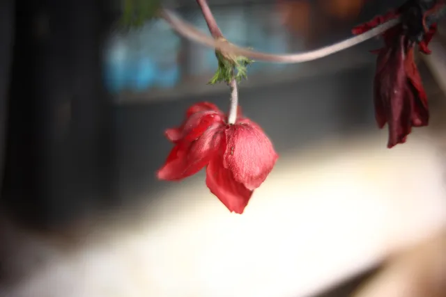 KOWA SUPER PROMINAR-16 50mm f1.2 Eiki 16mm (DIY) - 00002029.webp