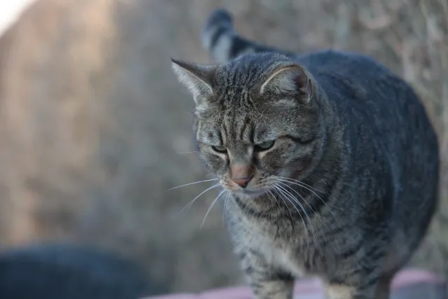 ISCO-Göttingen Isconar 135mm f4 (M42) - 00004963.webp