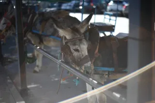 Minolta MC Rokkor-PF 55mm f1.7 (Minolta MCMD) - 00003085.webp