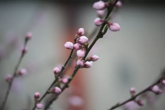 SMC Pentax-M 75-150mm f4 (Pentax K) - 00005707.webp