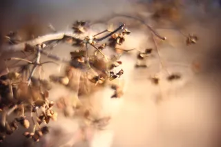 KOWA SUPER PROMINAR-16 50mm f1.2 Eiki 16mm (DIY) - 00002048.webp