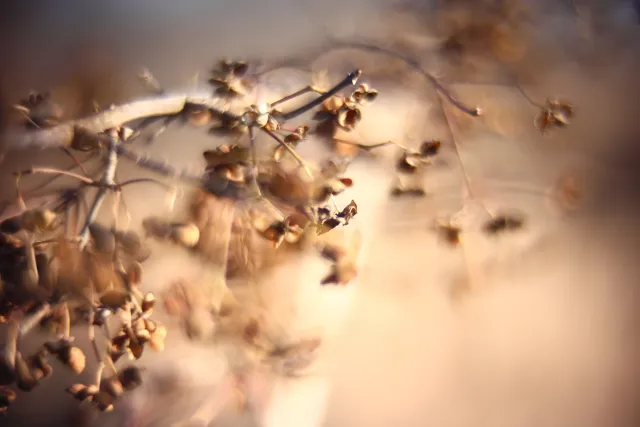 KOWA SUPER PROMINAR-16 50mm f1.2 Eiki 16mm (DIY) - 00002048.webp