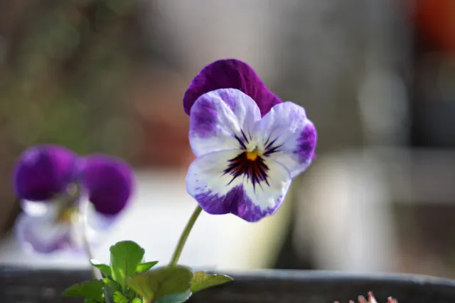 Kilfitt Makro-Kilar D f2.8 40mm (EXA) - 00005306.webp