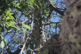 Meyer-Optik Görlitz Primagon 35mm f4.5 (M42) - 00002483.webp