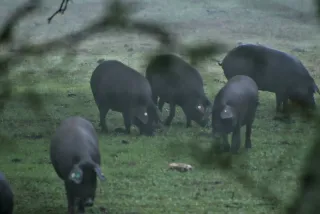 Tamron 28-300mm F3.5-6.3 (EF) - 00001437.webp