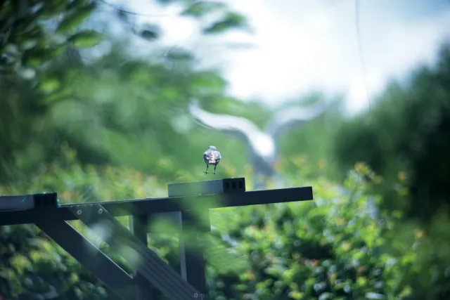 Nikon Micro-Nikkor-P 55mm f3.5 Non-Ai (Nikon-F) - 00007549.webp