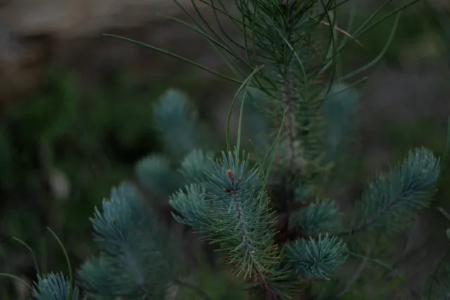 Zenith Helios-77M-4 50mm f1.8 VOMZ (M42) - 00000608.webp