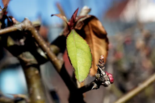 Canon Macro Lens FD 50mm f3.5 S.S.C. (FD) - 00004922.webp