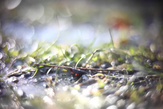 KOWA SUPER PROMINAR-16 50mm f1.2 Eiki 16mm (DIY) - 00001978.webp