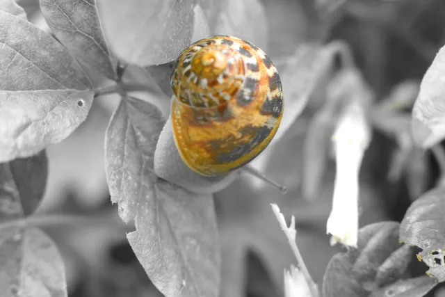 Carl Zeiss Jena DDR Pancolar Electric 50mm f1.8 (M42) - 00004486.webp