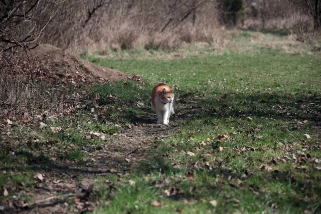 Vivitar Series 1 28-105mm f2.8-3.8 VMC Macro (Olympus OM) - 00005513.webp