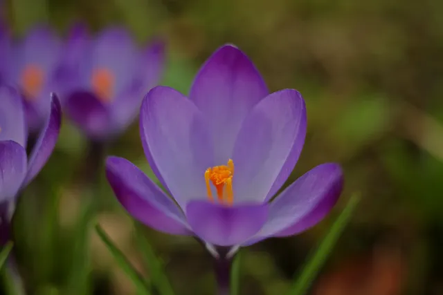 Canon Macro Lens FD 50mm f3.5 S.S.C. (FD) - 00005248.webp