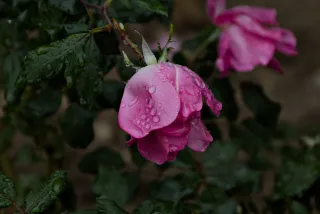 Tamron 28-300mm F3.5-6.3 (EF) - 00001464.webp