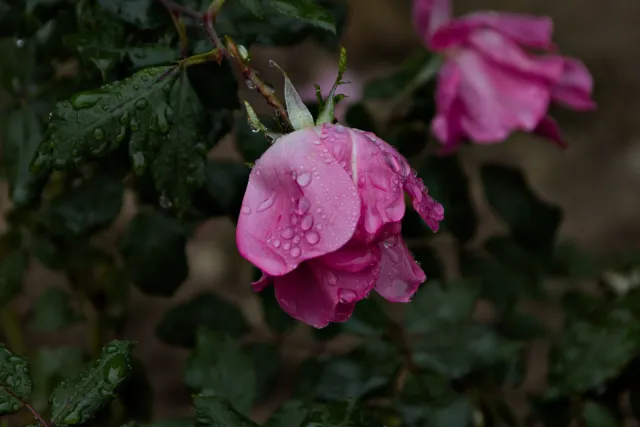 Tamron 28-300mm F3.5-6.3 (EF) - 00001464.webp