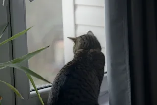 Enna München Tele-Ennalyt 135mm f2.8 (M42) - 00001511.webp