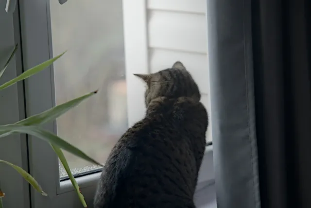 Enna München Tele-Ennalyt 135mm f2.8 (M42) - 00001511.webp