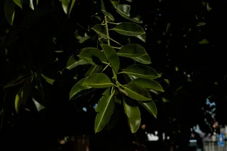 Zenith Helios-77M-4 50mm f1.8 VOMZ (M42) - 00000213.webp