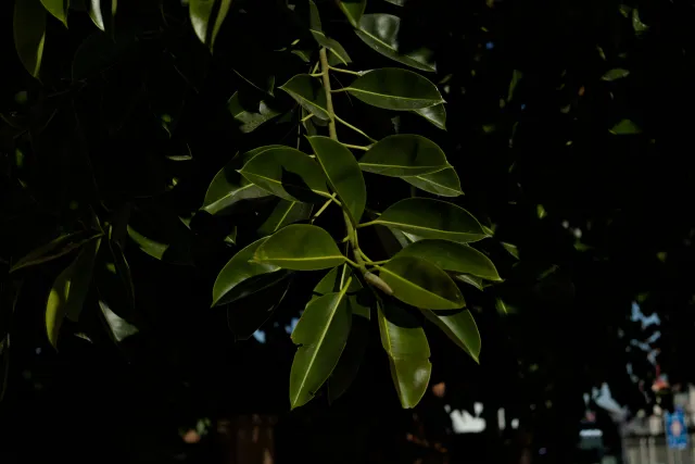 Zenith Helios-77M-4 50mm f1.8 VOMZ (M42) - 00000213.webp