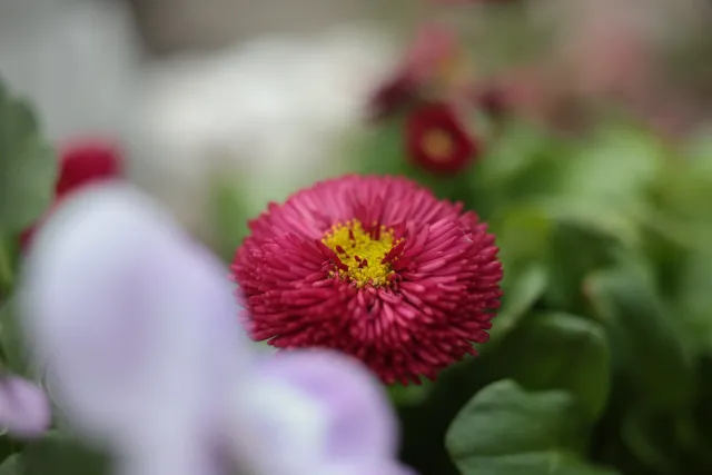 Canon Macro Lens FD 50mm f3.5 S.S.C. (FD) - 00005662.webp