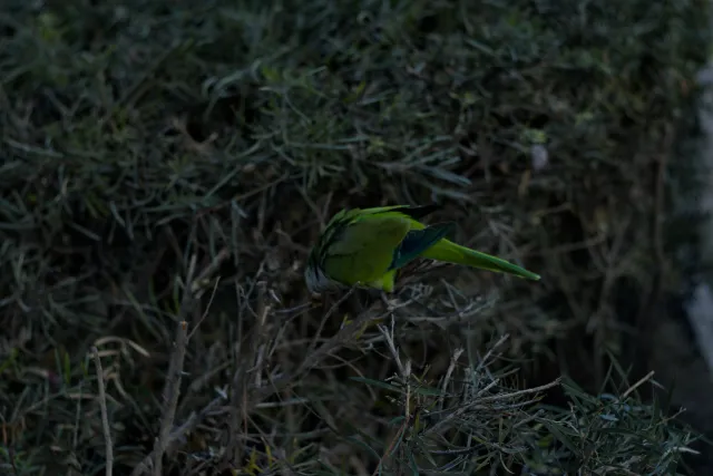 Zenith Helios-77M-4 50mm f1.8 VOMZ (M42) - 00000184.webp