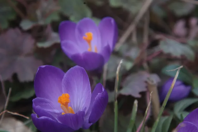 Helios Auto Zoom 85-210mm f3.8 Macro (M42) - 00005070.webp