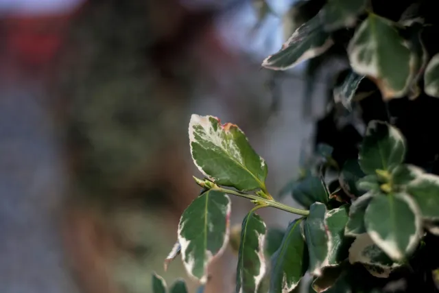 Helios 44-2 (M42) - 00005116.webp