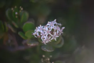 Simplex Ampro Ltd 2.5cala (63.5mm) f1.8 16mm (DIY) - 00003145.webp