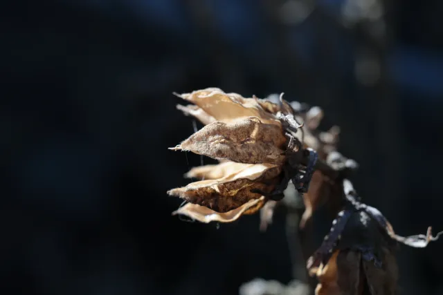 Canon Macro Lens FD 50mm f3.5 S.S.C. (FD) - 00004934.webp