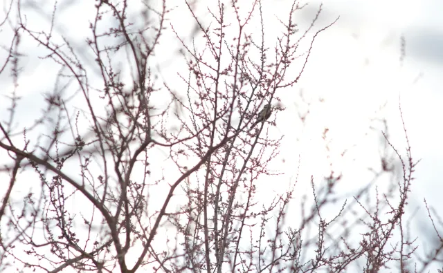 Canon Lens FD 135mm f2.5 S.C. (FD) - 00005260.webp