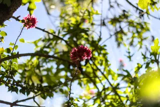 Zenith Helios-77M-4 50mm f1.8 VOMZ (M42) - 00001107.webp