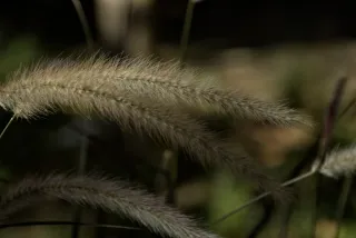 Tamron 28-300mm F3.5-6.3 (EF) - 00001074.webp