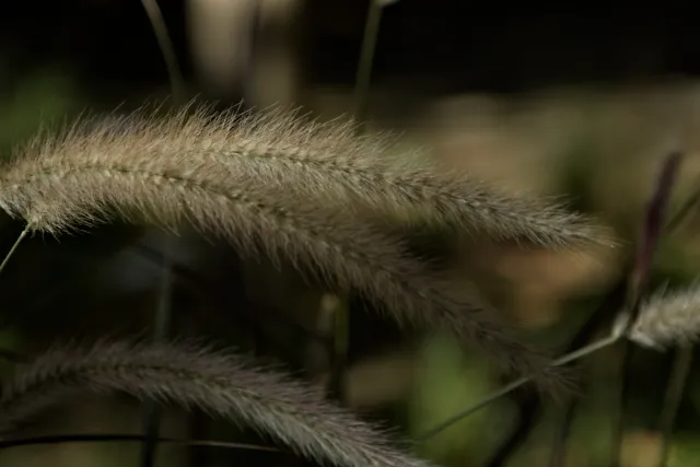 Tamron 28-300mm F3.5-6.3 (EF) - 00001074.webp