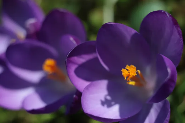 Kilfitt Makro-Kilar D f2.8 40mm (EXA) - 00005292.webp