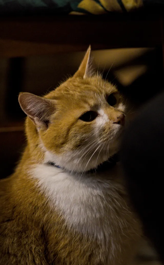 Carl Zeiss Jena Sonnar 180mm f2.8 MC (P6) - 00001500.webp