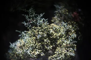 Simplex Ampro Ltd 2.5cala (63.5mm) f1.8 16mm (DIY) - 00003142.webp