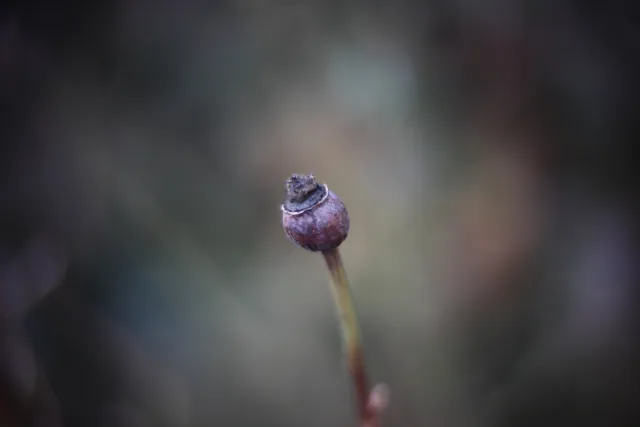 KOWA SUPER PROMINAR-16 50mm f1.2 Eiki 16mm (DIY) - 00002062.webp