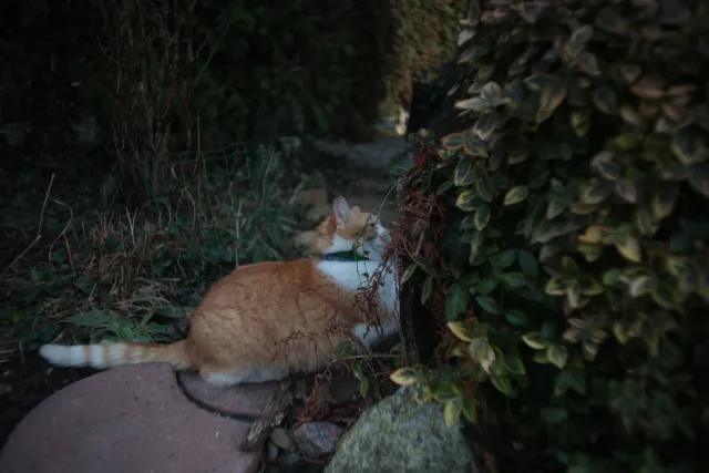 Mamiya-Sekor SX Auto 28mm f2.8 (M42) - 00004902.webp