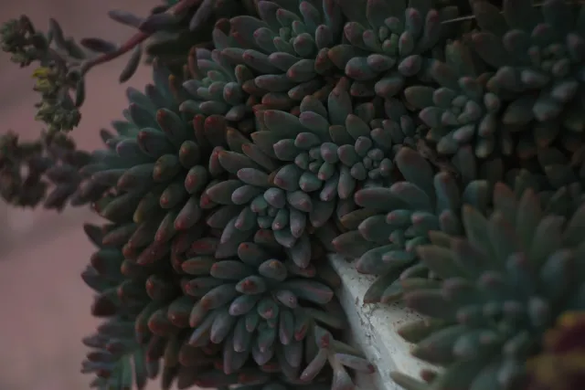 Tair-11A 135mm f2.8 (M42) - 00003318.webp