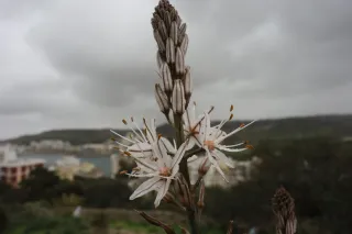 Carl Zeiss Flektogon f4 20mm (m42).md - 00004445.webp