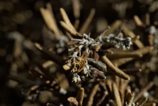 Meyer-Optik Görlitz Primagon 35mm f4.5 (M42) - 00001166.webp