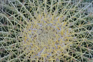 Zenith Helios-77M-4 50mm f1.8 VOMZ (M42) - 00002676.webp