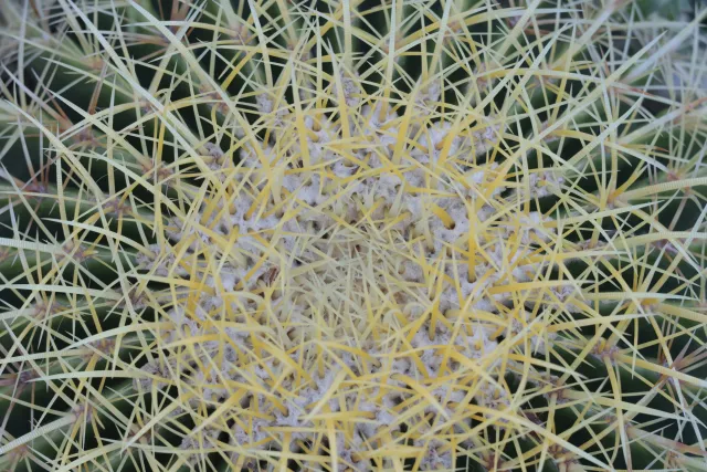 Zenith Helios-77M-4 50mm f1.8 VOMZ (M42) - 00002676.webp