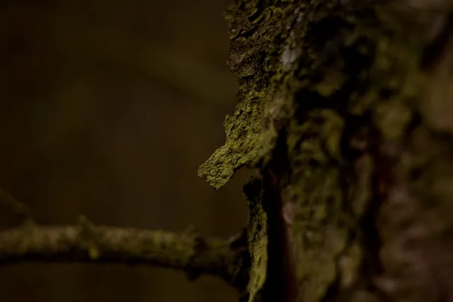 Kilfitt Makro-Kilar D f2.8 40mm (EXA) - 00005324.webp