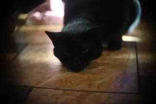 Simplex Ampro Ltd 2.5cala (63.5mm) f1.8 16mm (DIY) - 00002192.webp