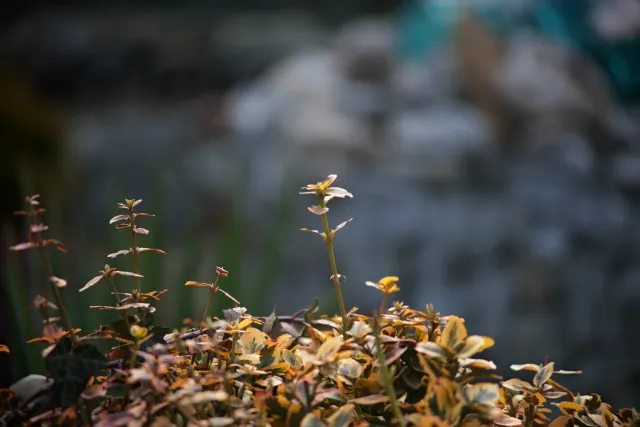 Formula 5 Gold Crown Macro Zoom 60-150mm f4 MC (M42) - 00005016.webp